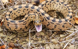 snake 1010085 1920