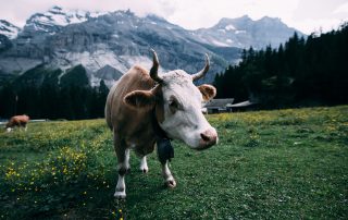 Animali di Montagna