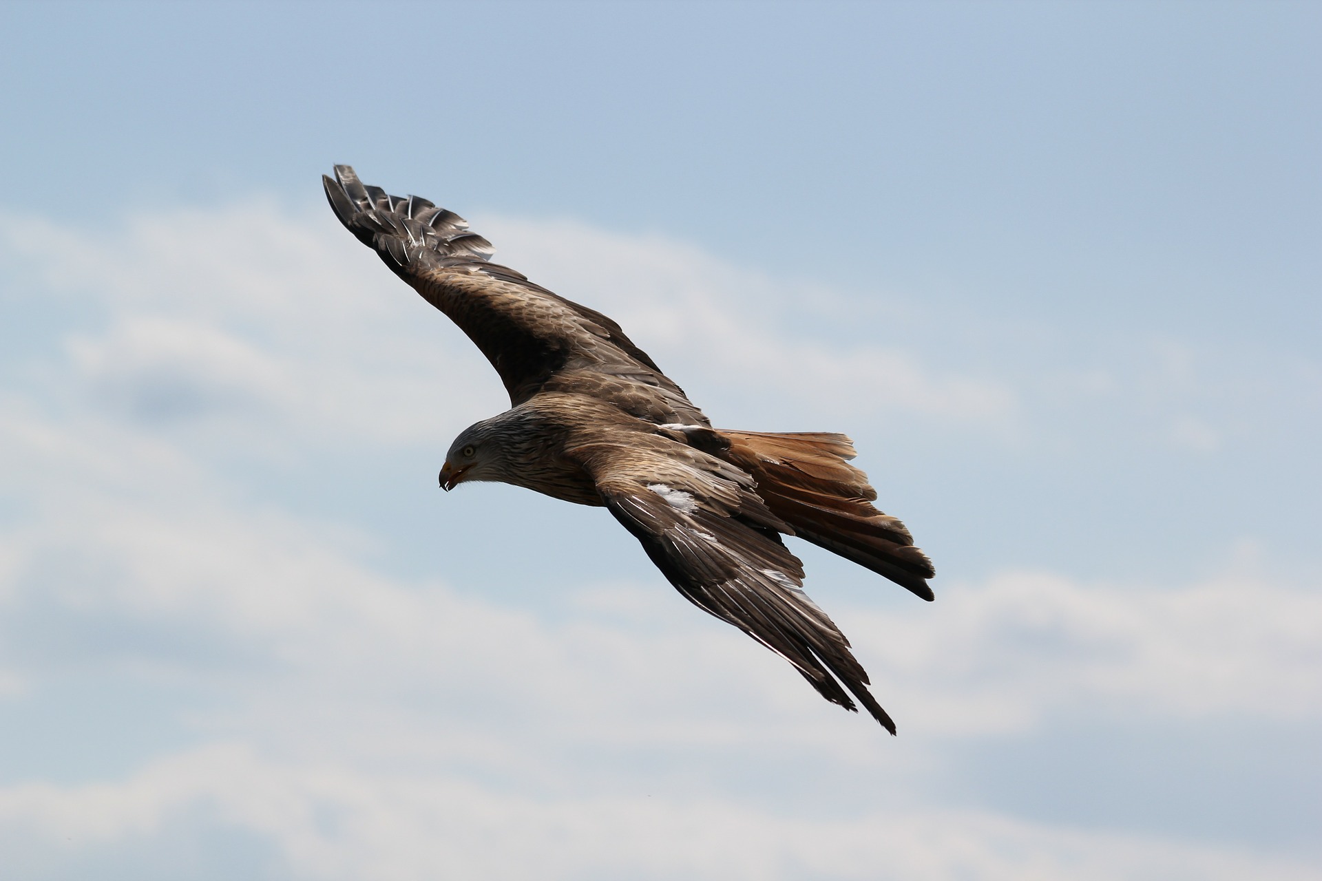 Animali di Montagna