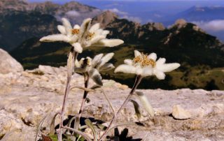 edelweiss 1624830 1920 1