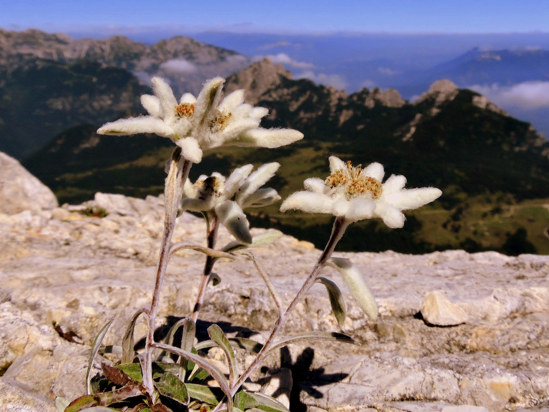 Stella Alpina - Sentieri Montagna