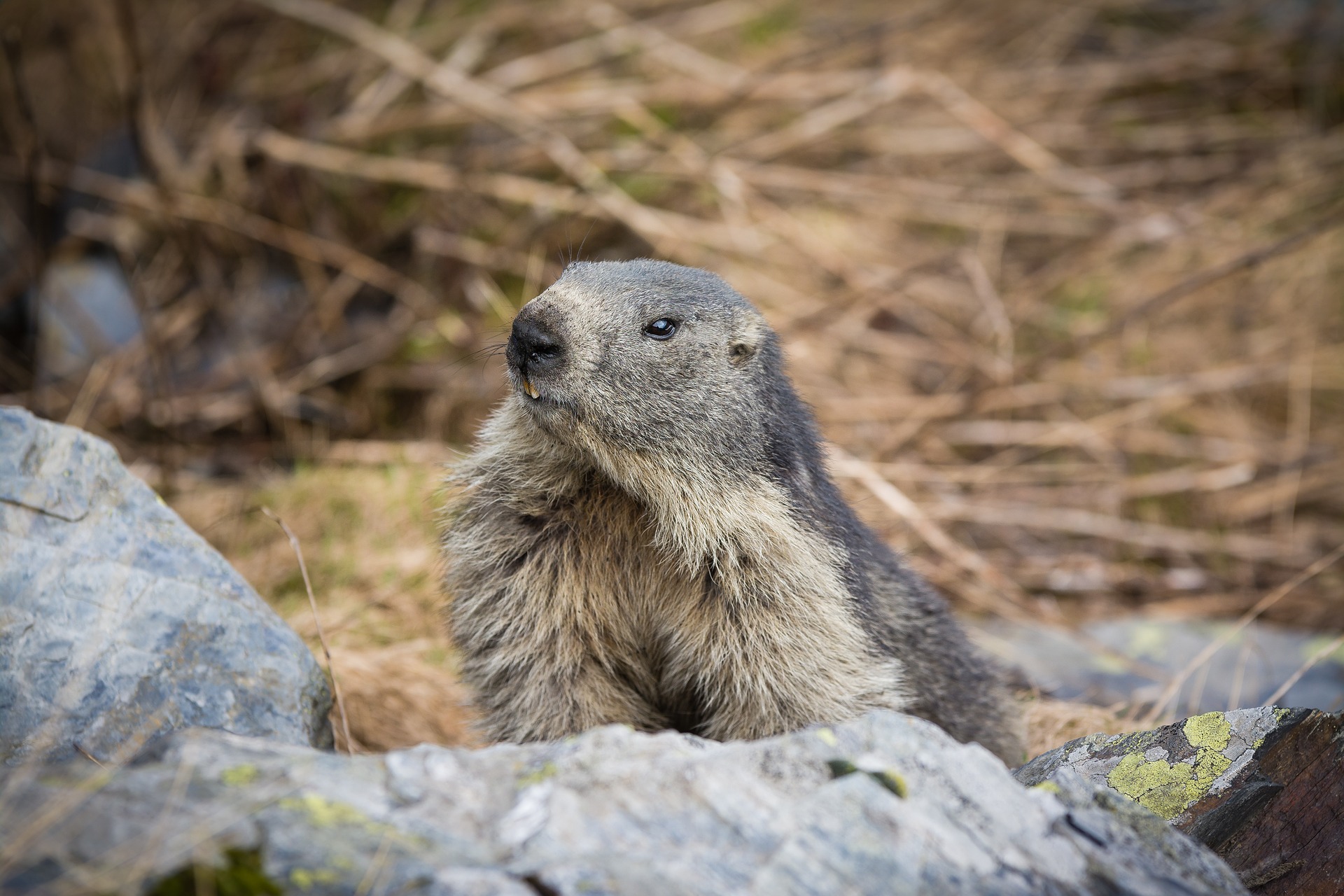 Animali di Montagna