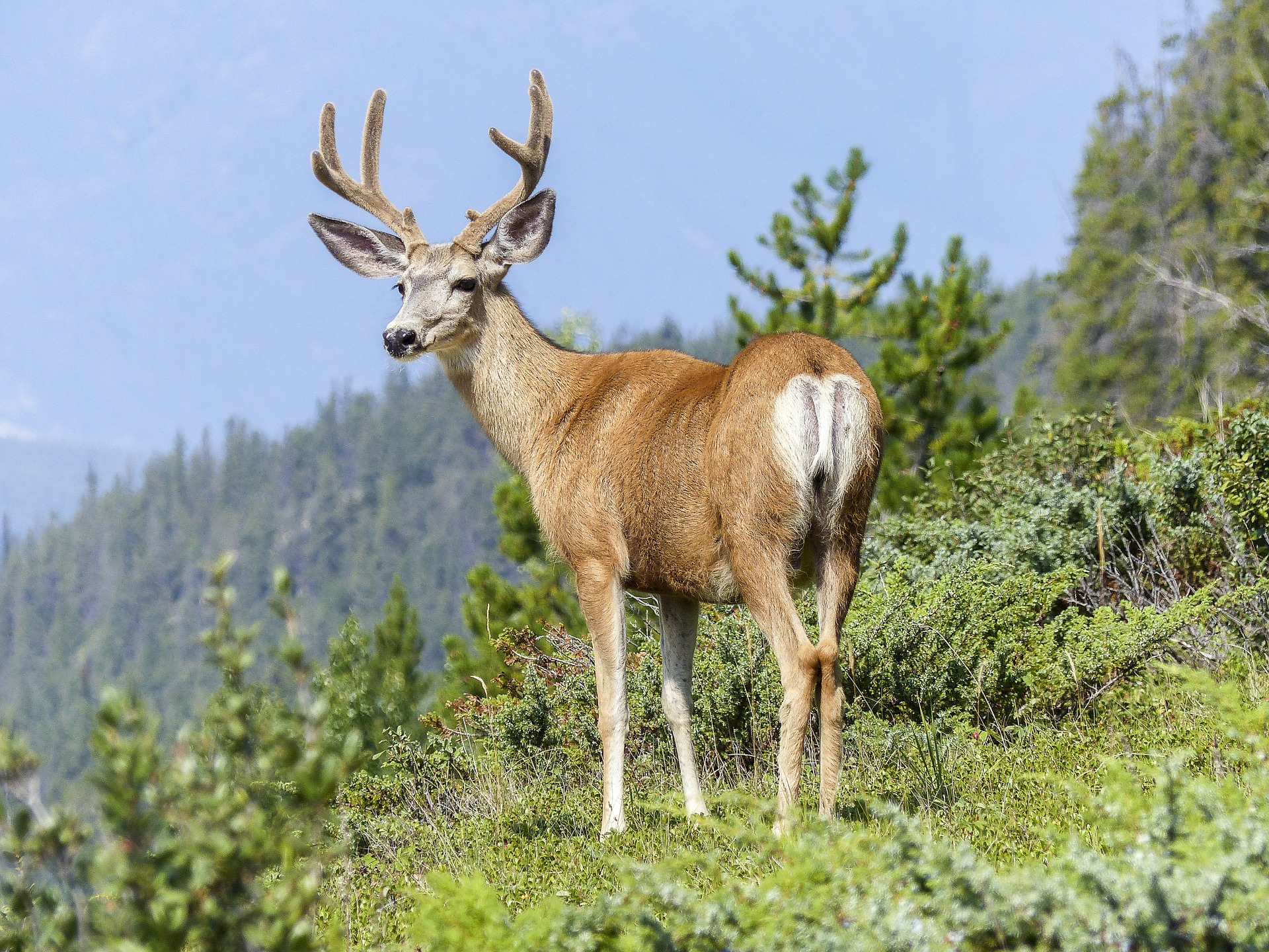 Zecche e animali Gravidanza in Montagna