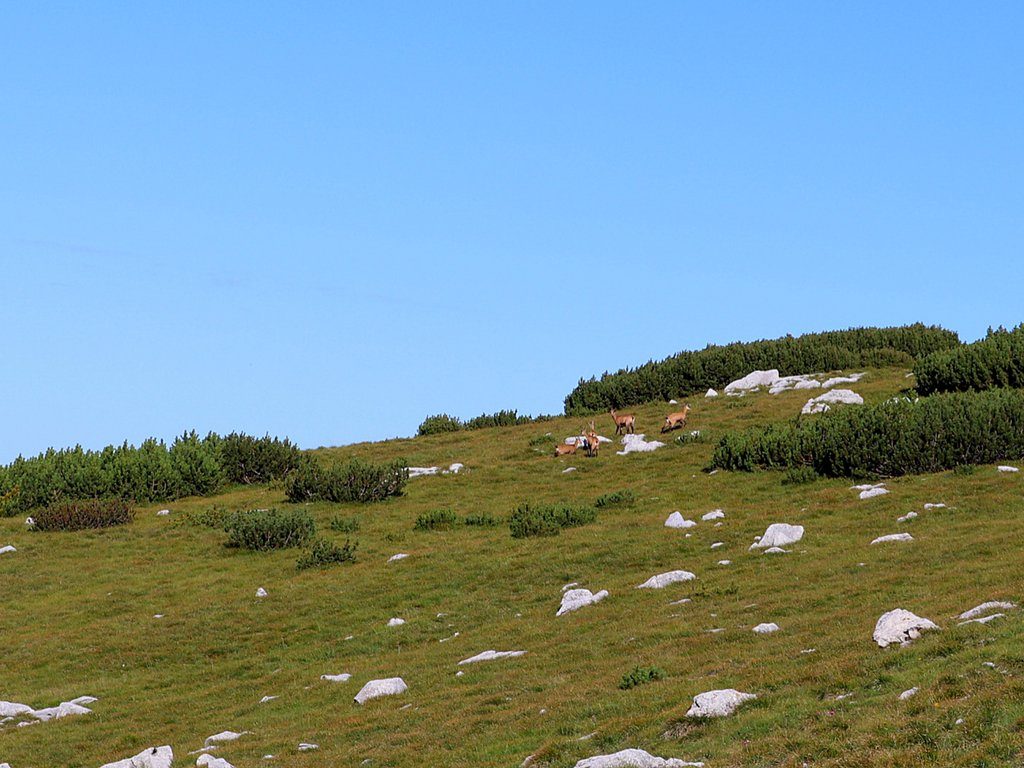 Cima Portule: fauna