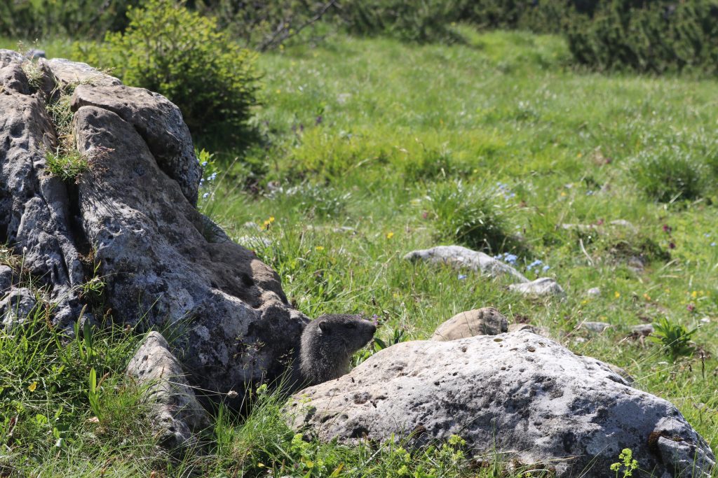 Monte Ortigara: marmotte