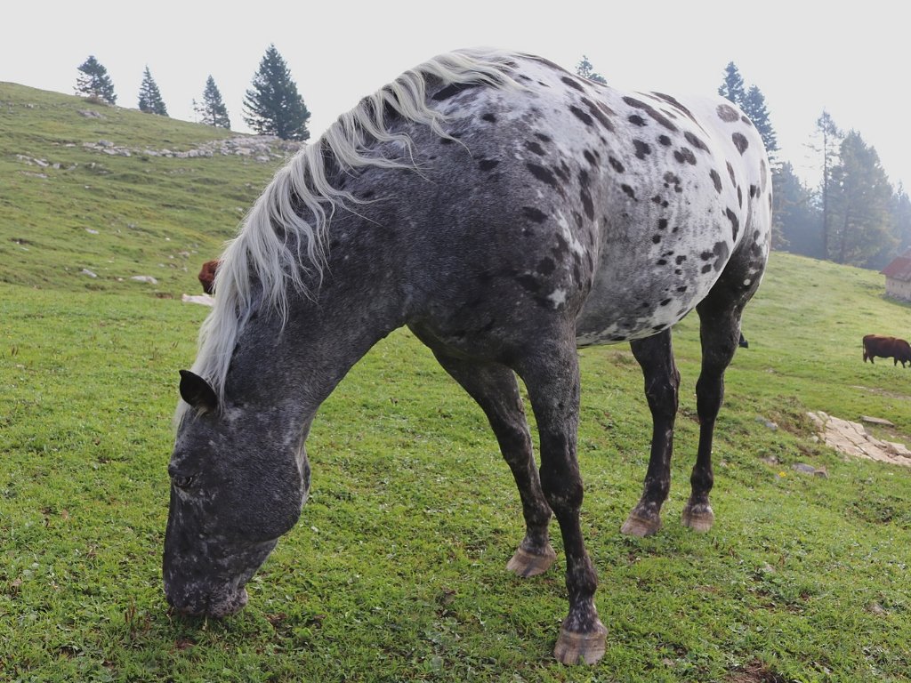 escursione-monte-verena Escursione Monte Verena