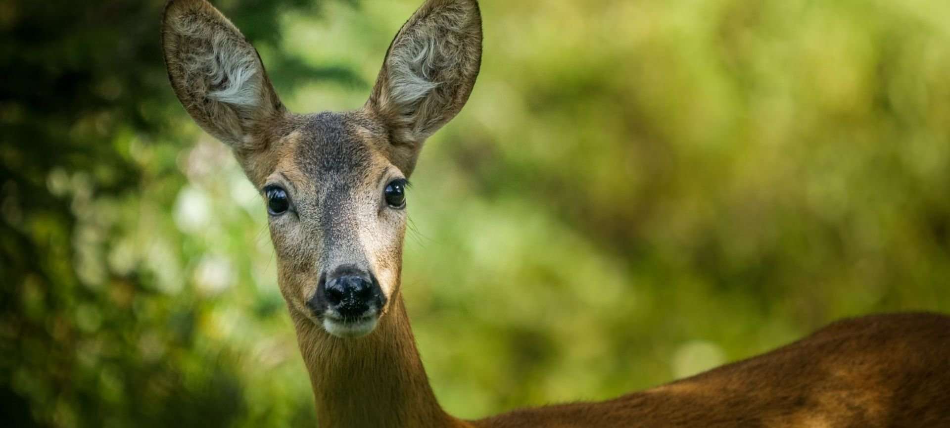 come riconoscere gli animali