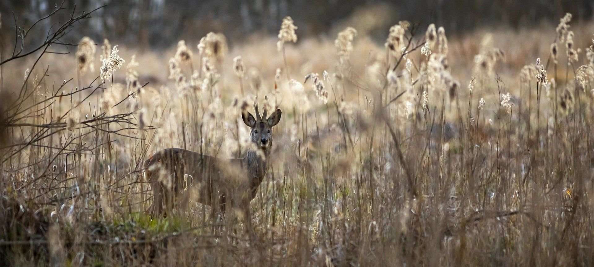 come seguire le tracce degli animali