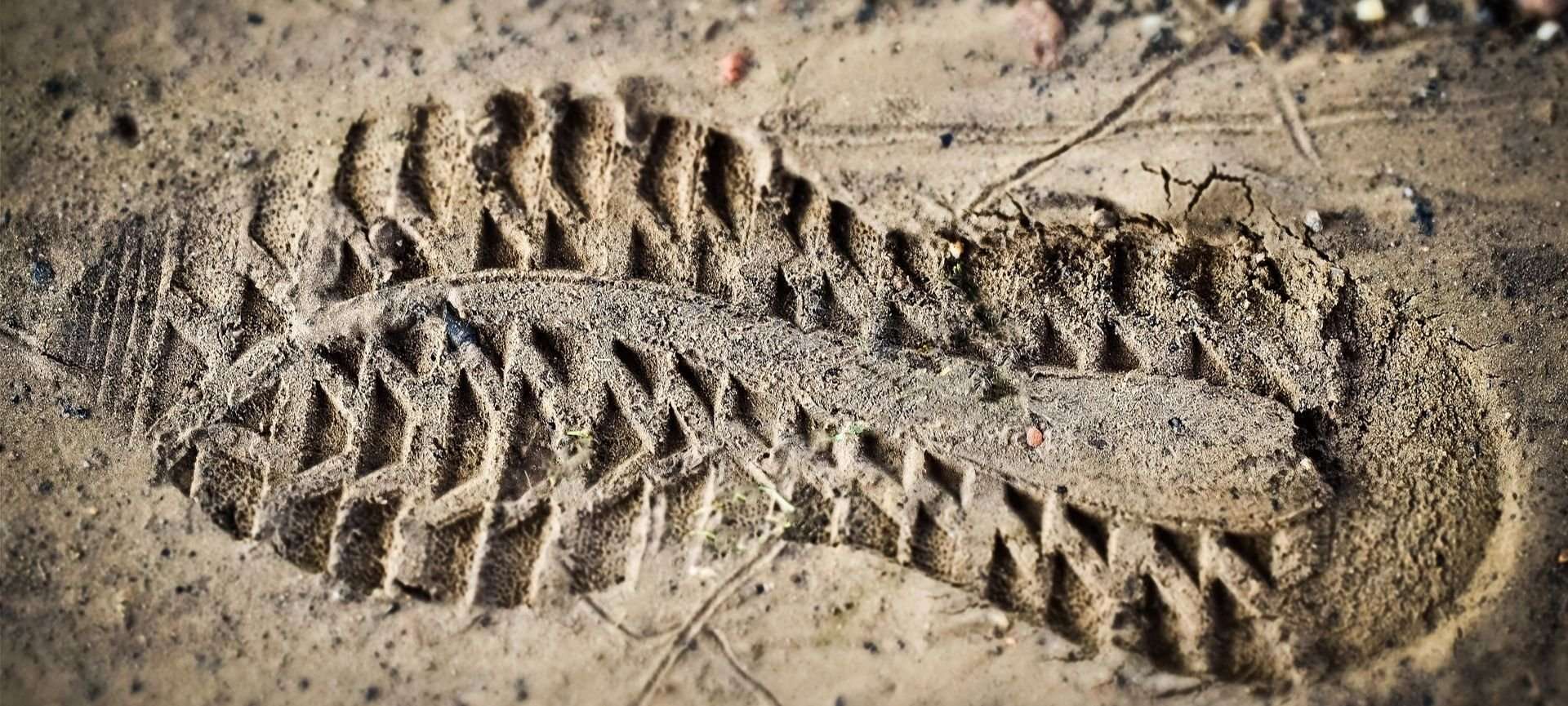 impronte animali bosco