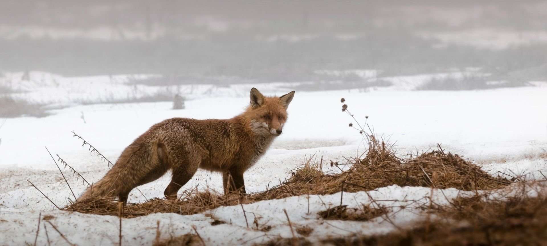 impronte animali sulla neve