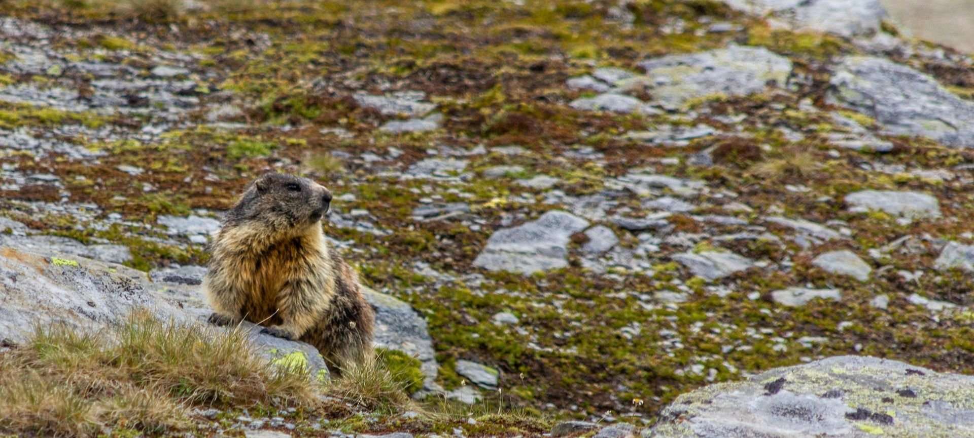 riconoscere le tracce degli animali