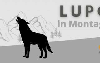 lupo in montagna