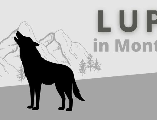 LUPO in Montagna