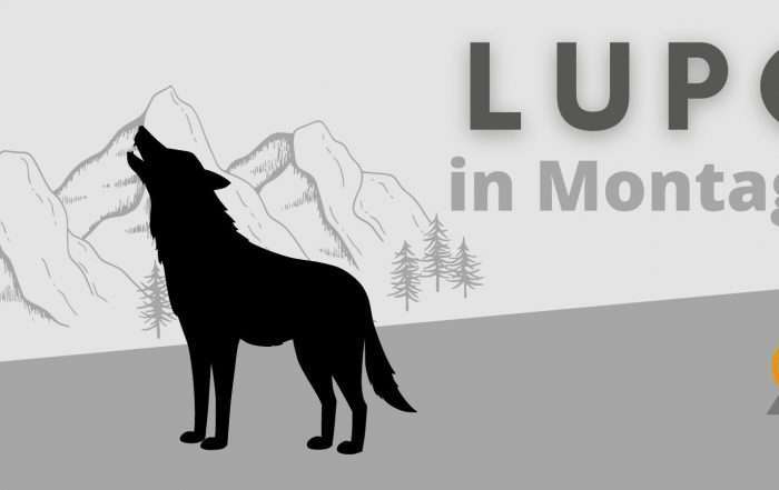 lupo in montagna