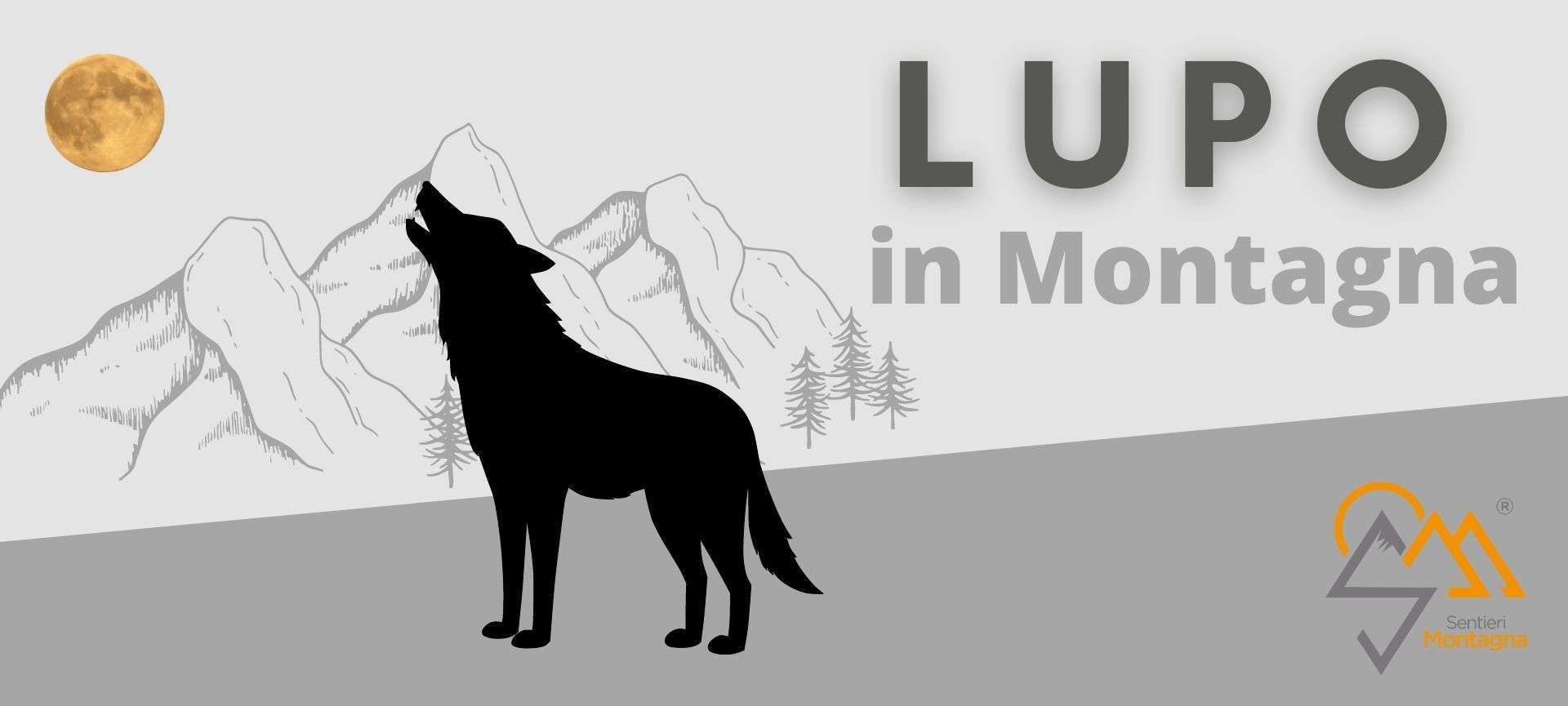 lupo in montagna