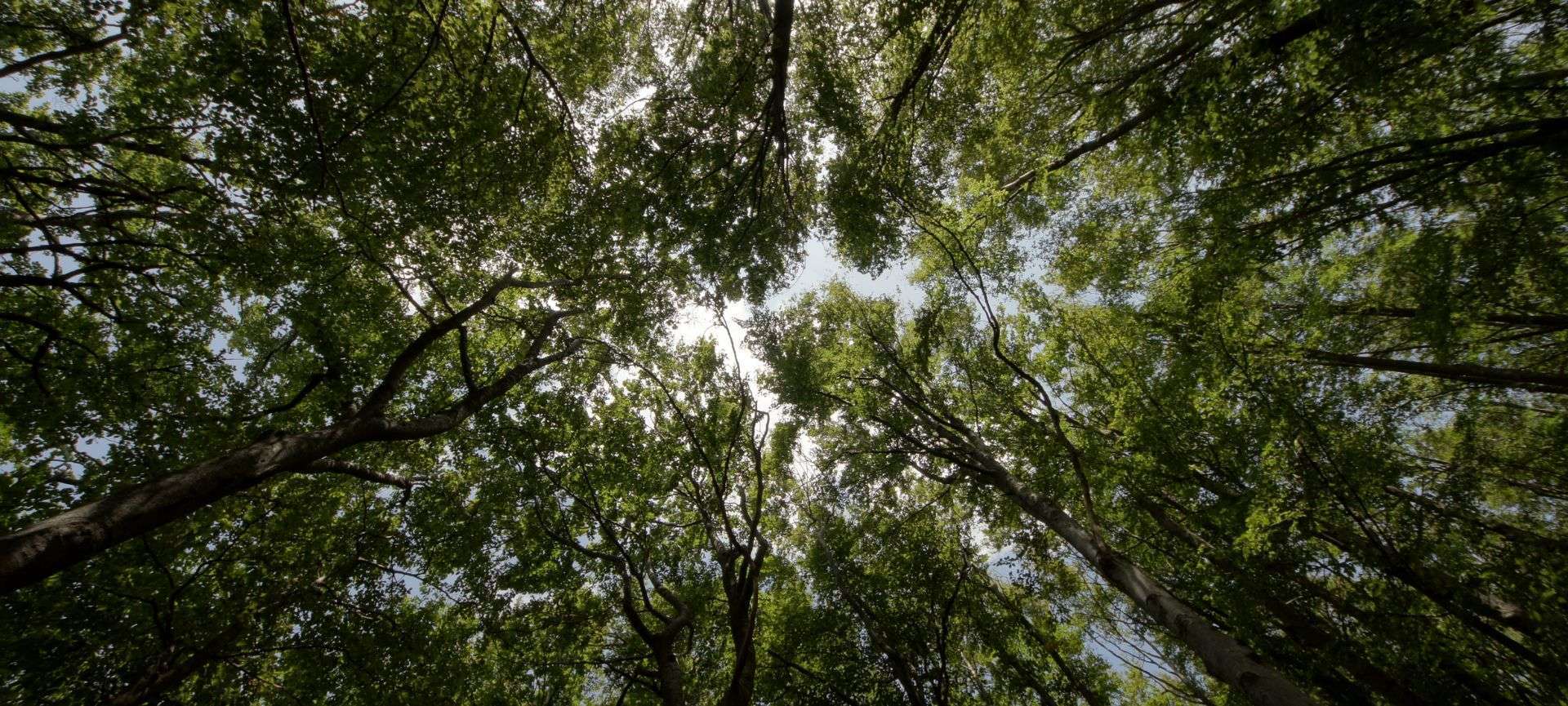 come orientarsi nel bosco